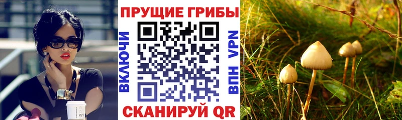 Псилоцибиновые грибы прущие грибы  Брюховецкая 